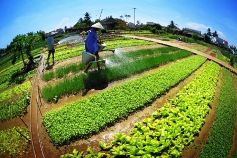 Tra Que Vegetable Village Tour and Cooking Class