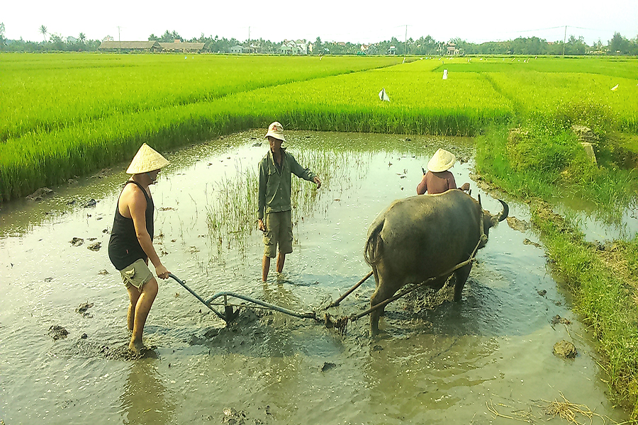 hoi an farming and fishing tour